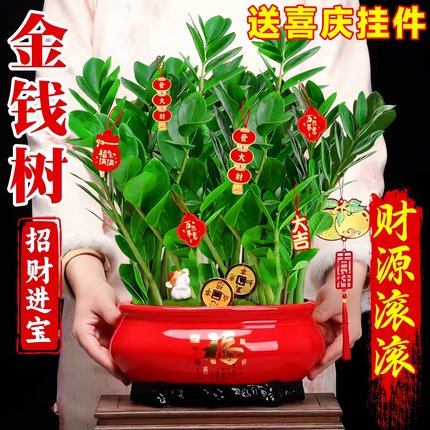 金钱树发财树客厅大盆栽室内大型绿植高级感旺宅招财乔迁新居摆件