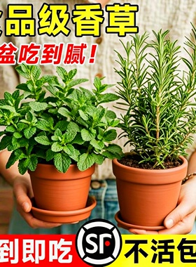 薄荷迷迭香盆栽可食用新鲜苗薄荷叶绿植室内客厅桌面盆栽四季好养