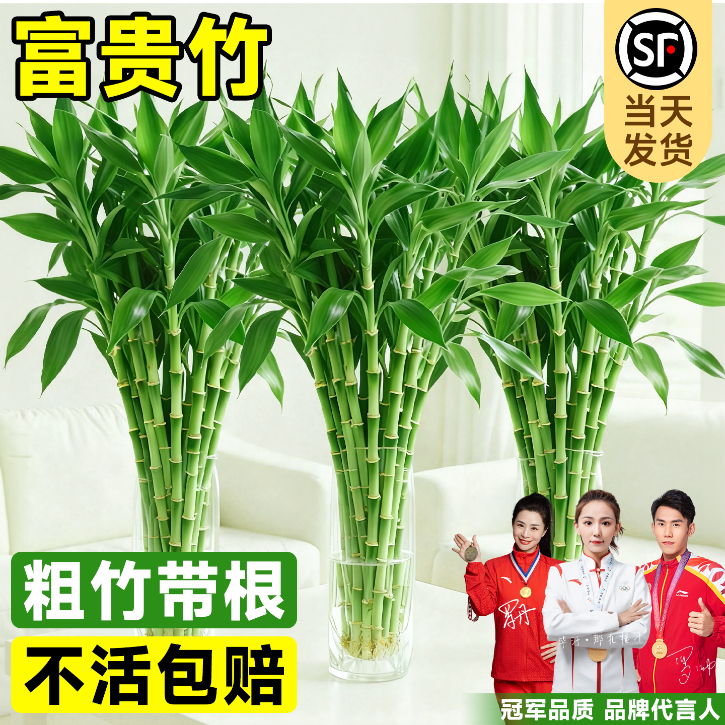 【带根粗竹】精品富贵竹水培植物