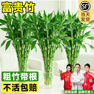 富贵竹水培植物水养发财竹带根客厅绿植招财转运竹子粗壮盆栽室内