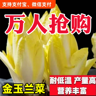 四季金玉兰菜种子根苗多年生秋冬蔬菜种子籽高产阳台种植奶油快菜