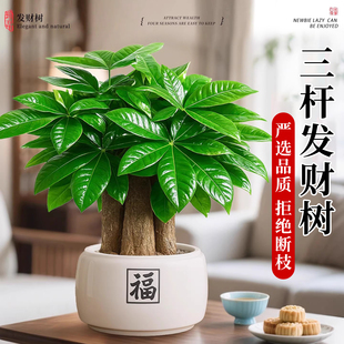 三杆发财树盆栽招财旺宅桌面盆景办公室绿植室内中式禅意四季植物