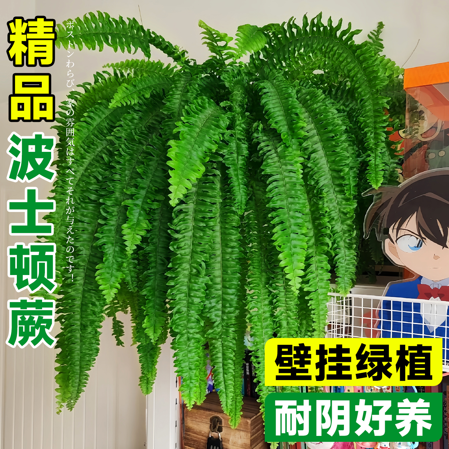 波士顿蕨盆栽客厅绿植大型波斯顿蕨办公室花卉室内耐阴好养的植物