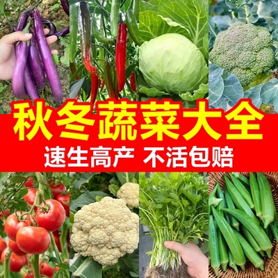 【包活包对版】秋播蔬菜苗秧大全