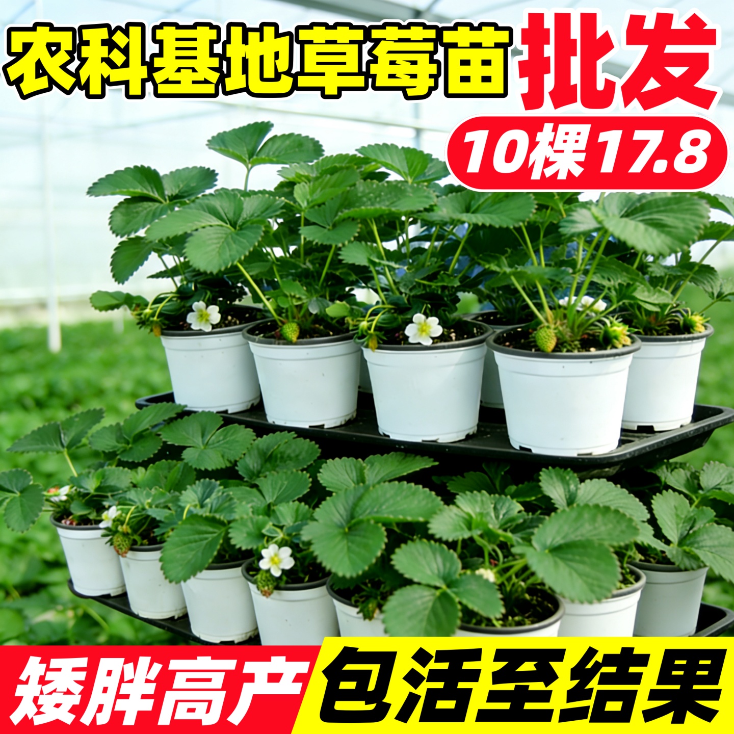10盆17.8元草莓苗批发广东农科院