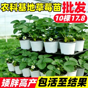 草莓苗批发新奶油草莓苗秧四季结果盆栽特大号丹东99玄玉红颜果树