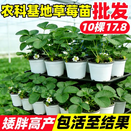 10盆17.8元草莓苗批发广东农科院