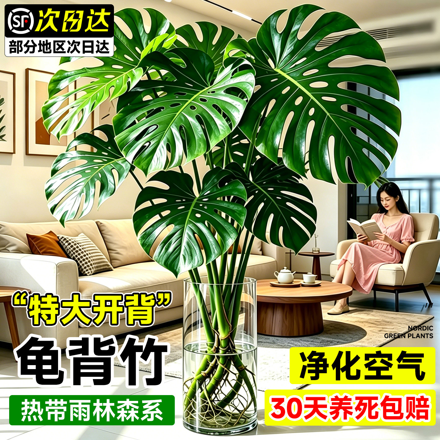 水培龟背竹办公室盆栽耐阴除甲醛图片