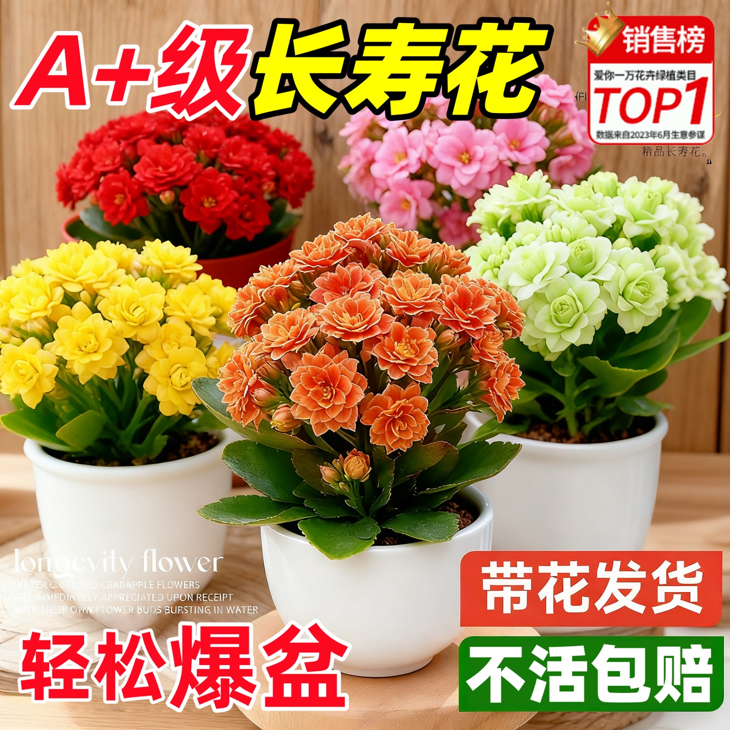 【包活】长寿花重瓣大花花苗四季