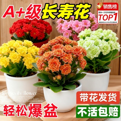 【包活】长寿花重瓣大花花苗四季