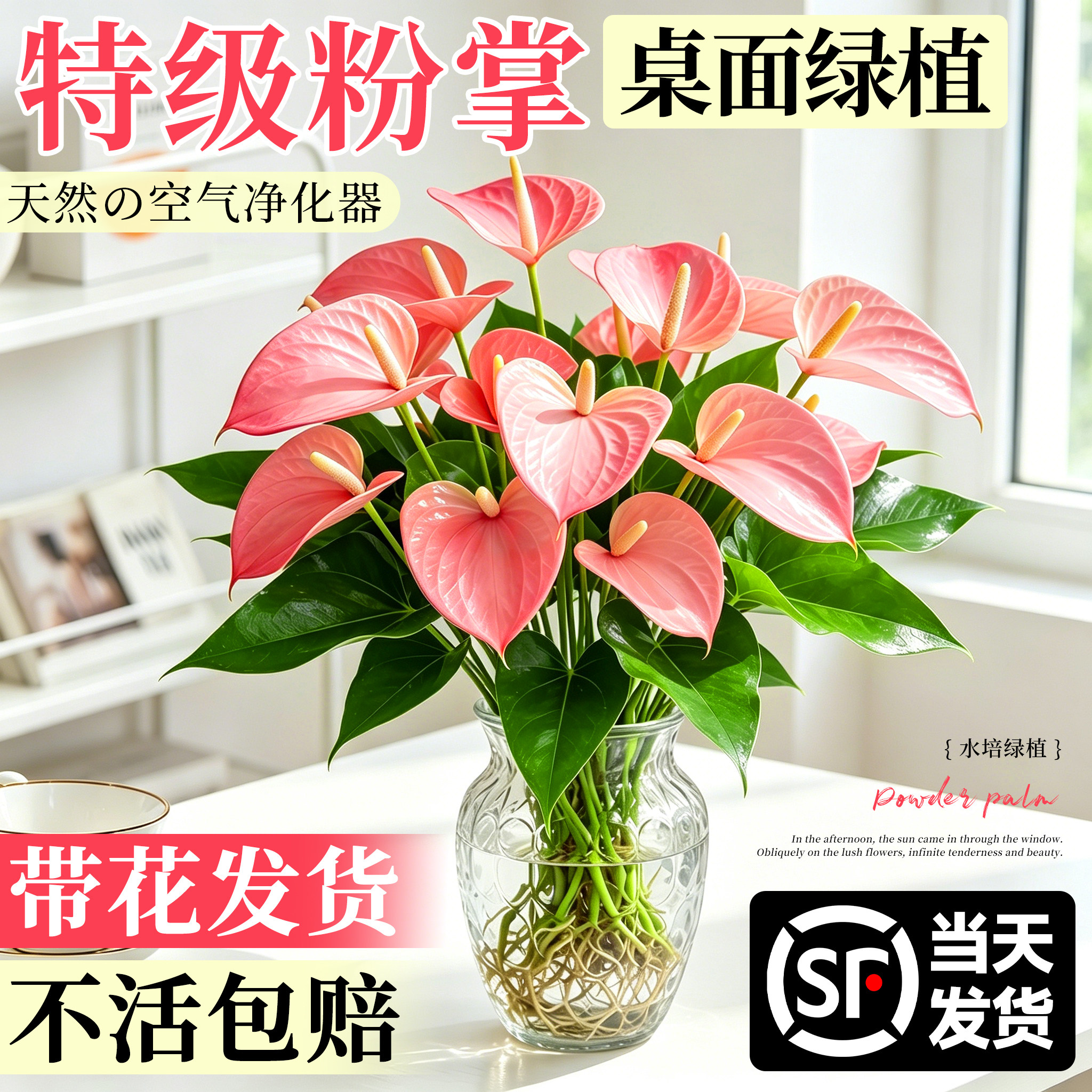 水培植物粉掌盆栽水养绿植红掌鲜花办公室内桌面四季好养活开花卉