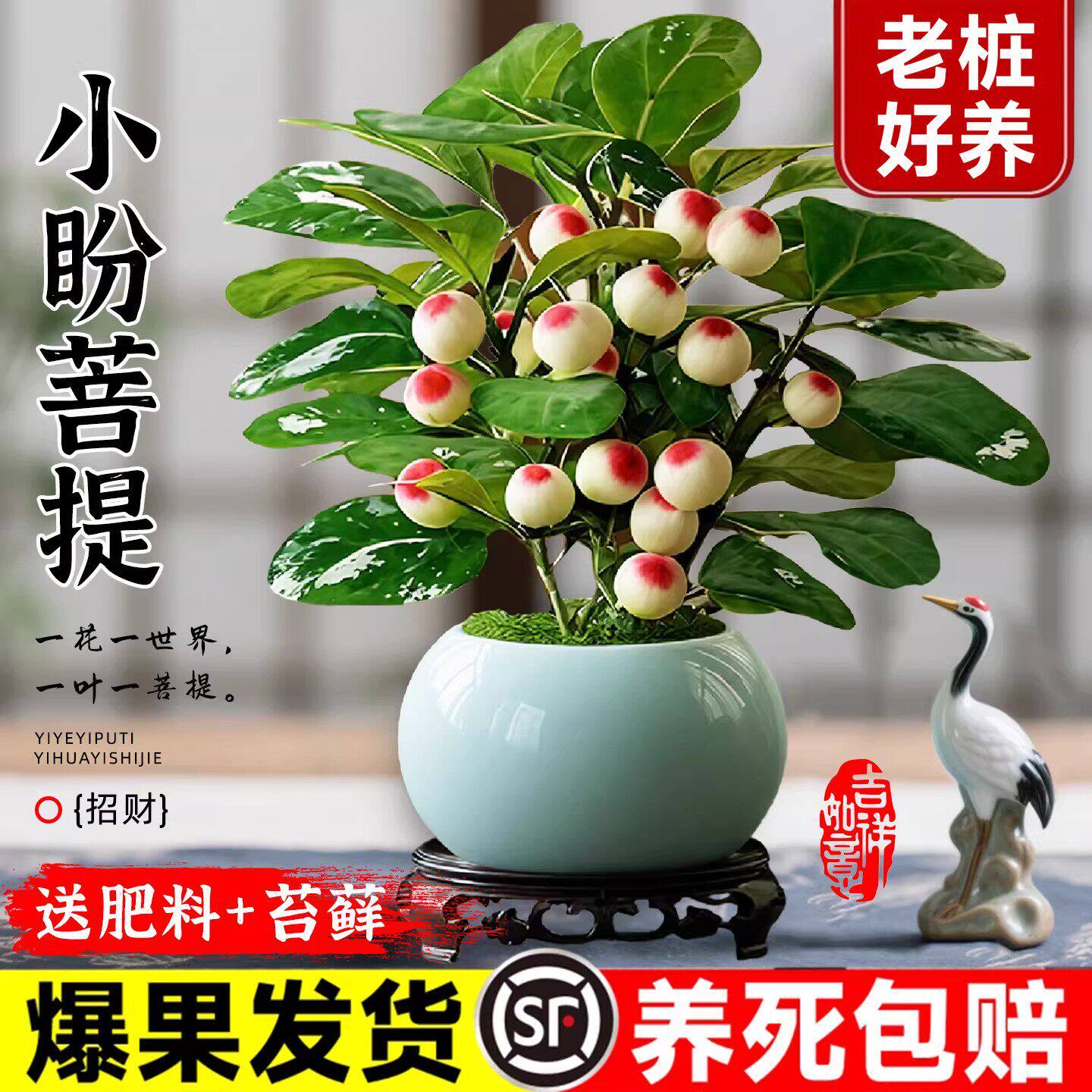 小盼菩提树带果禅意室内盆栽图片