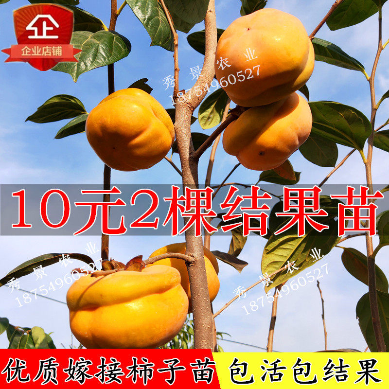 果树苗柿子树 图片 价格 多少钱 什么值得买