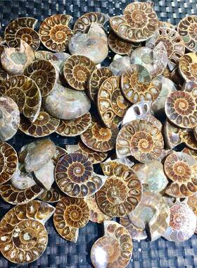 天然螺菊石切片螺化石标本对开螺矿物原石摆件