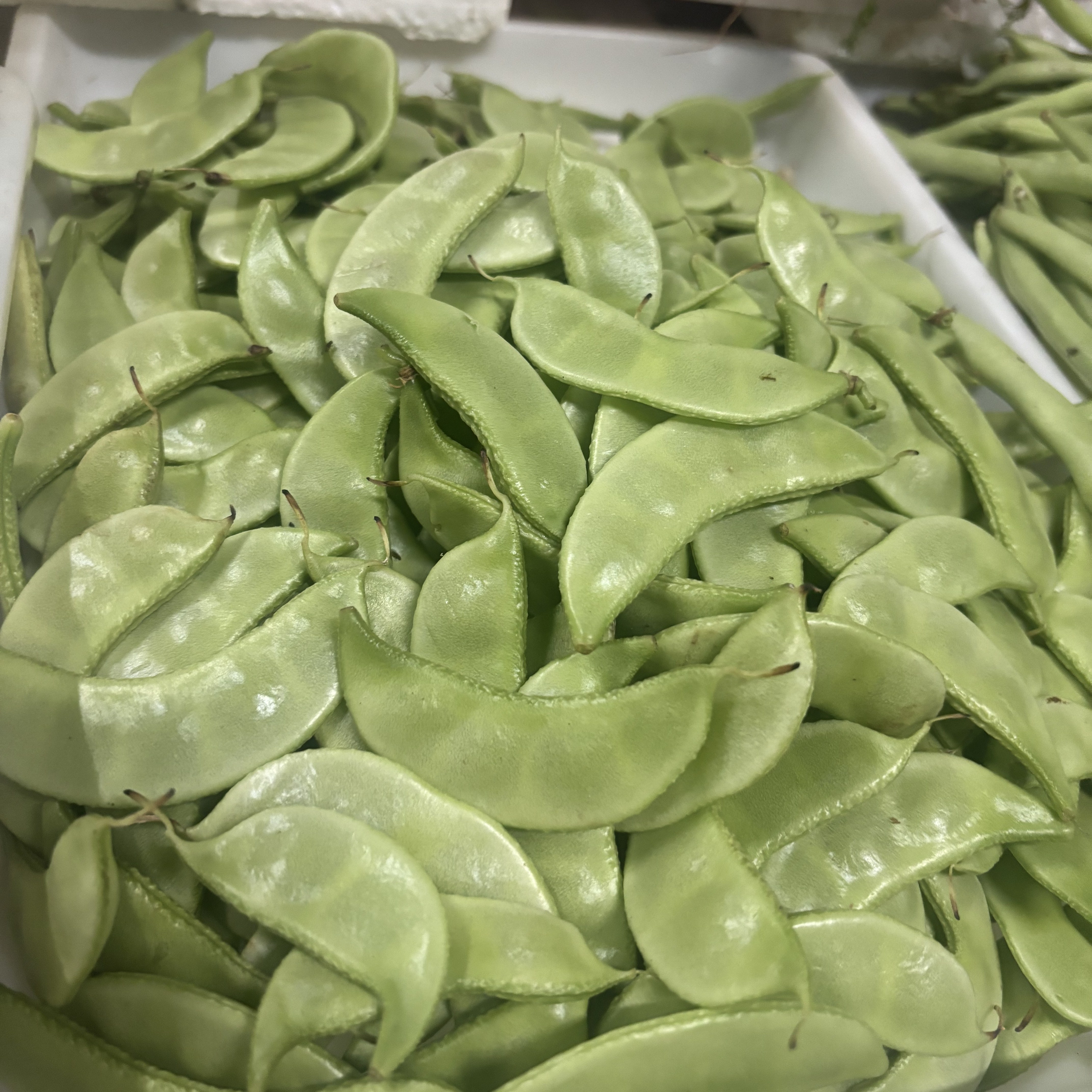 扁豆角新鲜蔬菜农家自种月儿菜扁豆眉豆白扁豆青豆角扁豆荚嫩