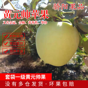 宁夏中卫沙坡头旱黄元帅金帅黄香蕉苹果现摘新鲜水果整箱10斤包邮