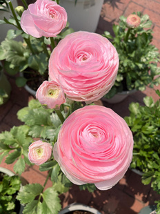 进口花毛茛种球 洋牡丹球根种子 阳台宿根花卉 琴叶牡丹