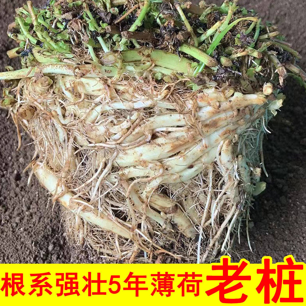 薄荷盆栽老桩可食用驱蚊绿植庭院植物带盆栽好阳台留兰香薄荷老根