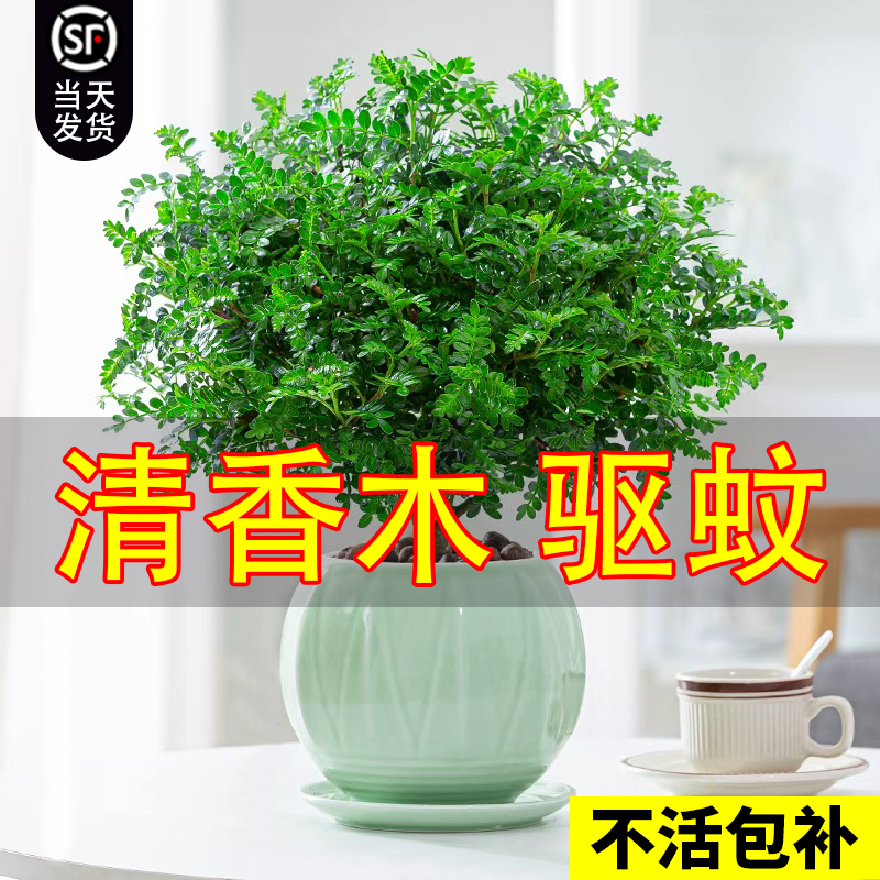 清香胡椒木老桩驱蚊提神四季常绿