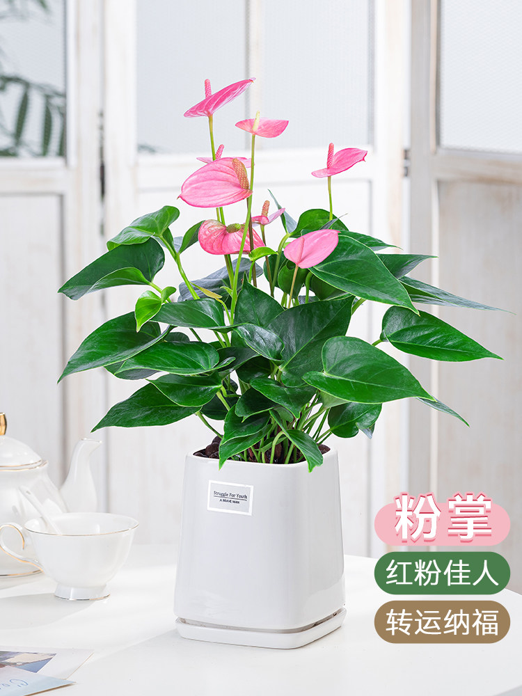 粉掌红掌盆栽植物办公室客厅四季开花桌面一帆风顺好养水培绿植
