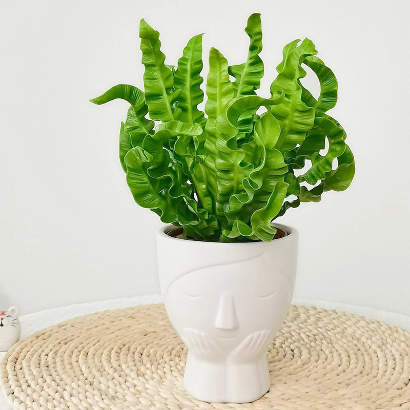 蕨类植物鸟巢蕨狼尾蕨印度冬青蕨盆栽虹越客厅阳台窗台观叶小绿植