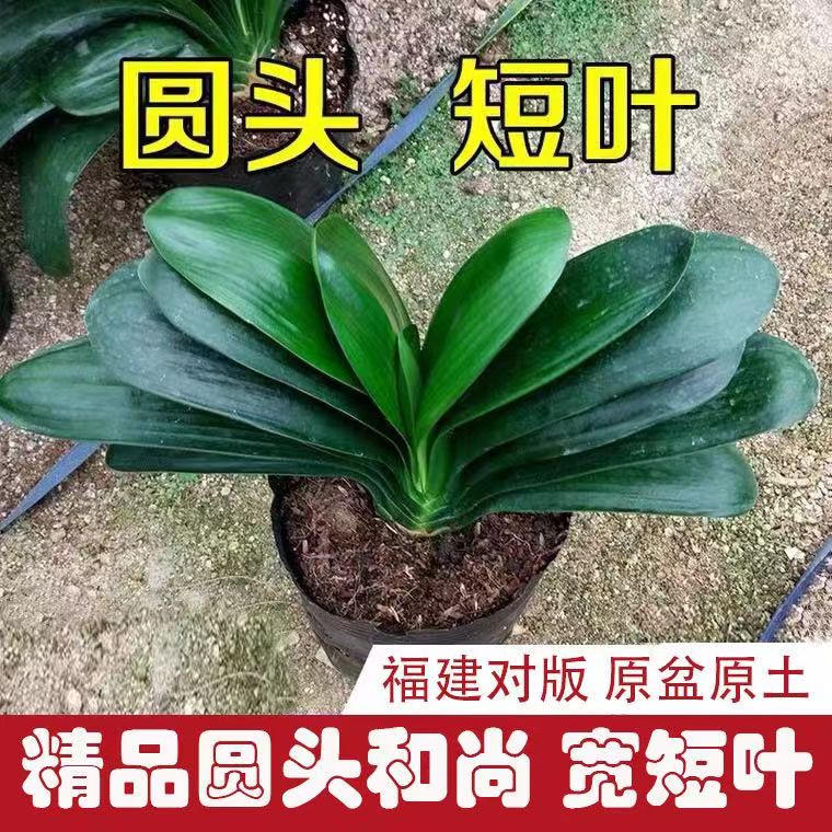 圆头和尚君子兰盆栽带花苞老苗大小苗四季花卉植物室内花绿植好养