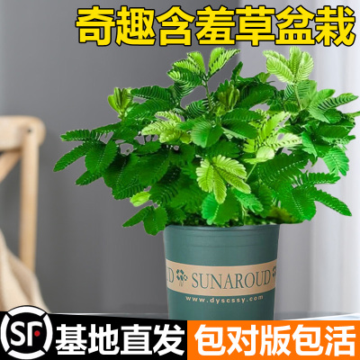 含羞草盆栽室内阳台小植物