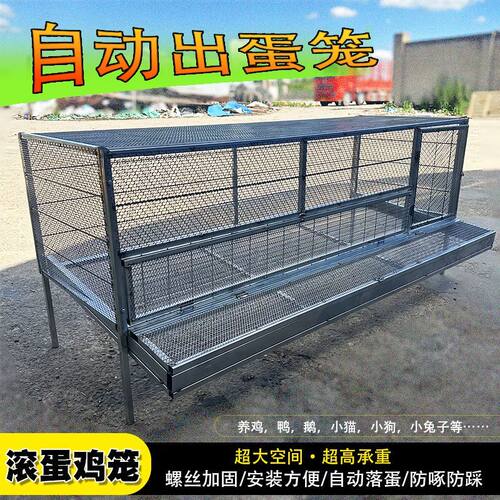自动出蛋饲养笼铁丝网养殖笼