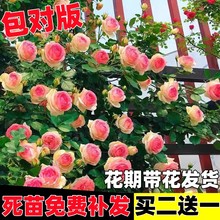 蔷薇花苗爬藤四季开花藤本月季特大庭院爬藤植物阳台花卉玫瑰盆栽