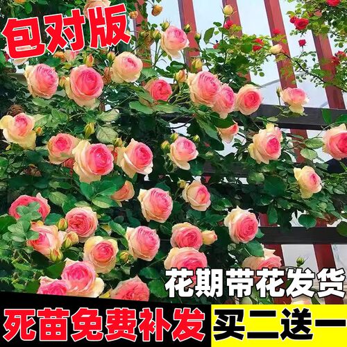 蔷薇花苗爬藤开花藤本月季特大庭院爬藤植物阳台花卉四季玫瑰盆栽
