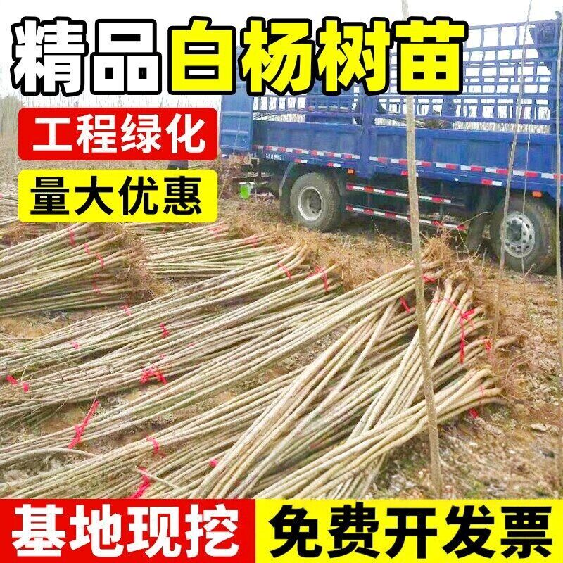 白杨树苗杨树速生107无絮3804插条四季绿化植物园林工程杨树树苗