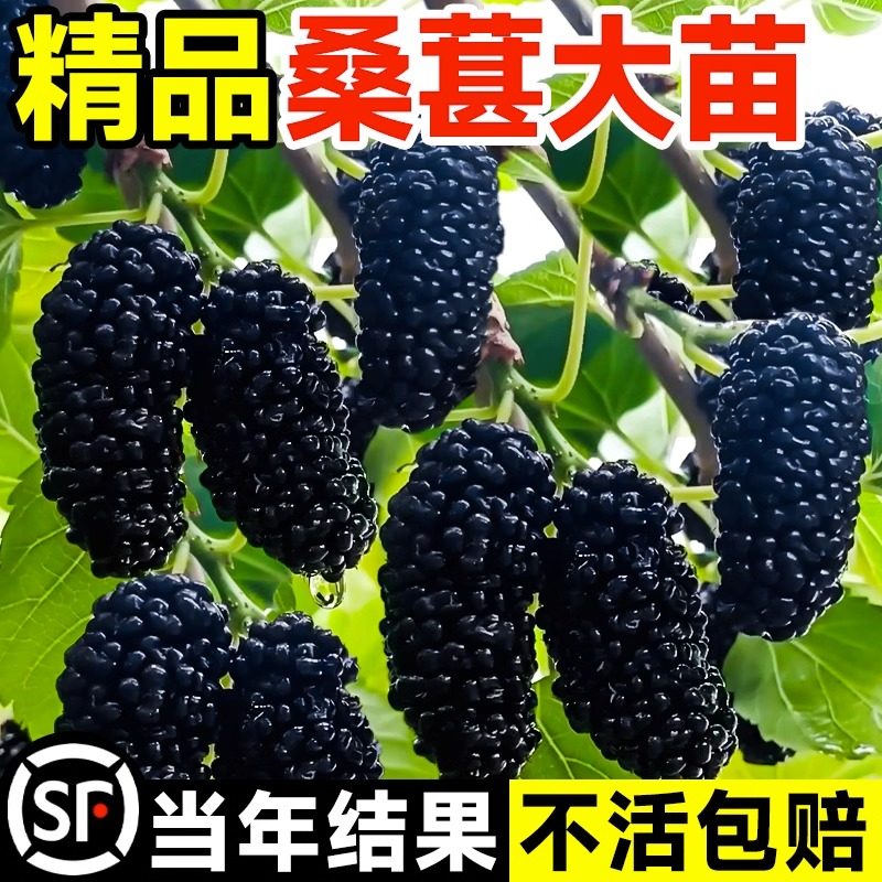 大长果桑葚树苗带果盆栽台湾白桑葚嫁接果树果苗南北方四季甜水果