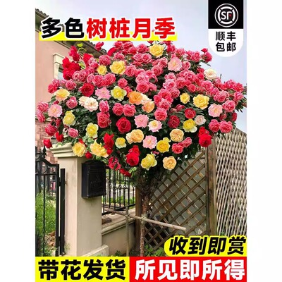 树桩多色棒棒糖月季花苗浓香耐寒