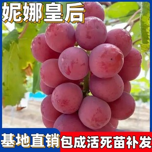 妮娜皇后葡萄苗无籽特大果树爬藤南北方庭院盆栽地栽带土当年结果