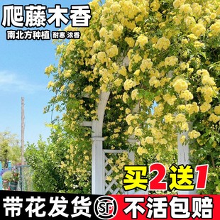 黄木香花苗爬藤植物花卉重瓣白木香树苗蔷薇阳台庭院四季 开花盆栽