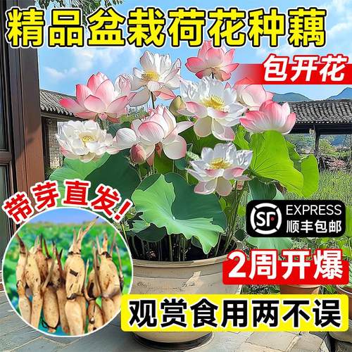 荷花观赏藕种苗根睡莲碗子