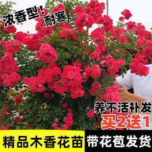 四季 红木香花苗爬藤植物耐寒好养浓香黄木香花庭院蔷薇花卉盆栽