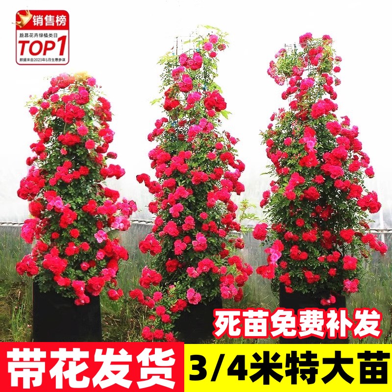 红黄白木香花苗老桩大苗耐寒庭院