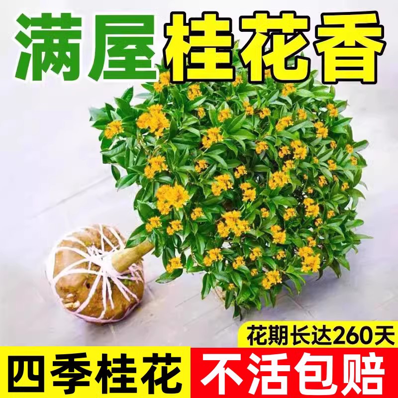 桂花树苗四季桂花卉盆栽八月桂花苗金桂大树地栽开花浓香丹桂庭院