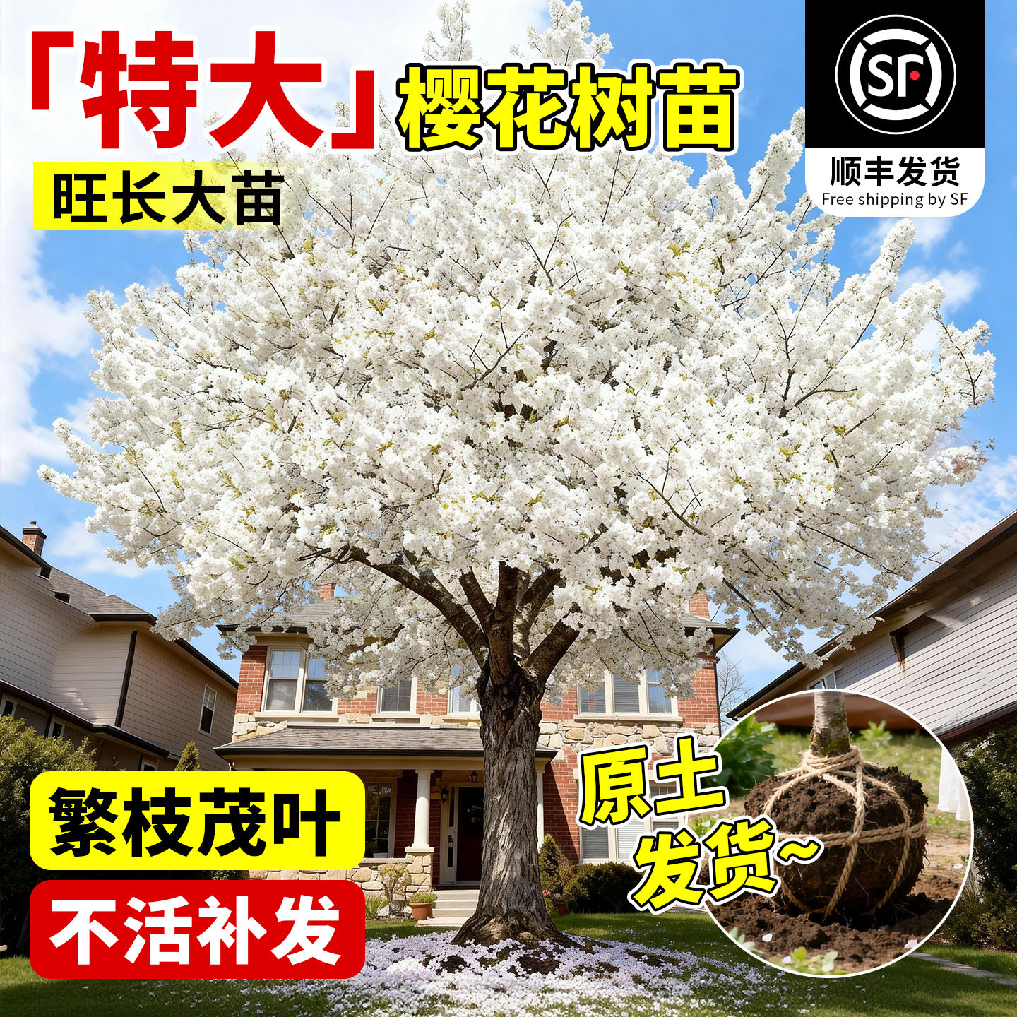 樱花树苗庭院大树日本晚樱图片