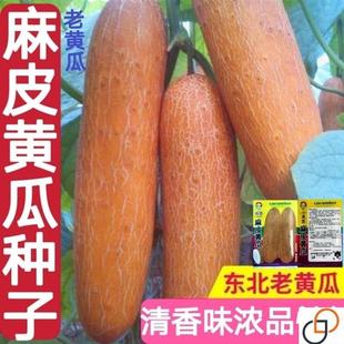 东北老黄瓜种子/麻皮黄瓜仔农家老品种春秋冬季四季蔬菜种孑