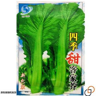 四季客家芥菜种子正宗甜芥菜大宽叶夏秋农家菜园青菜原装蔬菜种籽