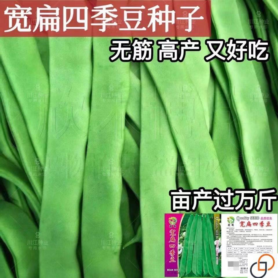 高产宽扁芸豆种子三扁二扁芸豆种子四季豆种子无筋架豆种各地可种