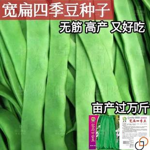 高产宽扁芸豆种子三扁二扁芸豆种子四季豆种子无筋架豆种各地可种