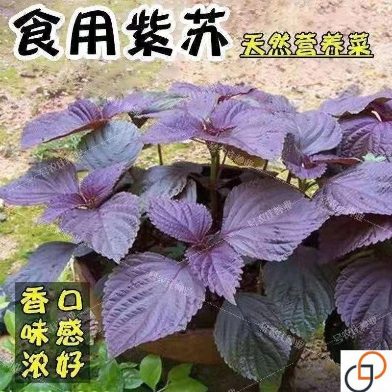 可食用紫苏种子 春夏秋四季播蔬菜籽 阳台盆栽大田紫绿大叶紫苏种
