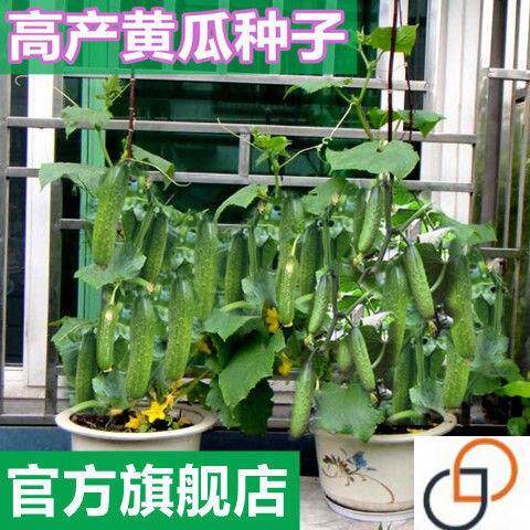 蔬菜种子水果黄瓜种籽四季苗秧盆栽春秋黄瓜籽种旱水果黄瓜种孑