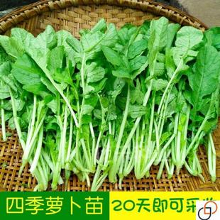 丹青小罗卜菜种子四季罗卜苗种籽罗卜缨小青菜籽盆栽春季蔬菜种孑