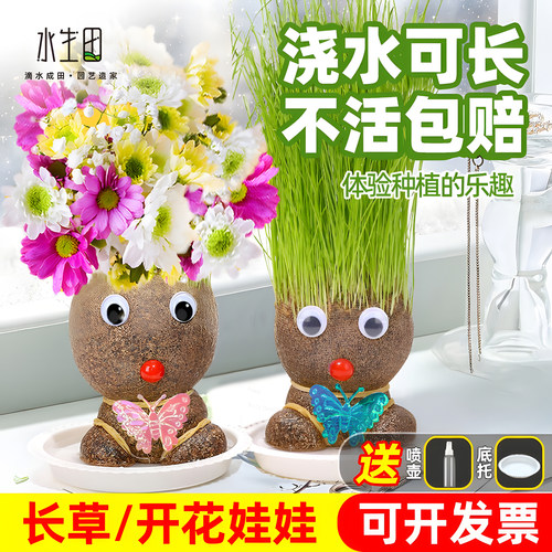长草娃娃室内四季趣味种植