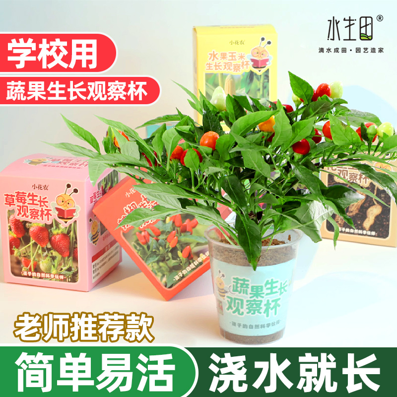 水生田儿童种植小盆栽迷你植物