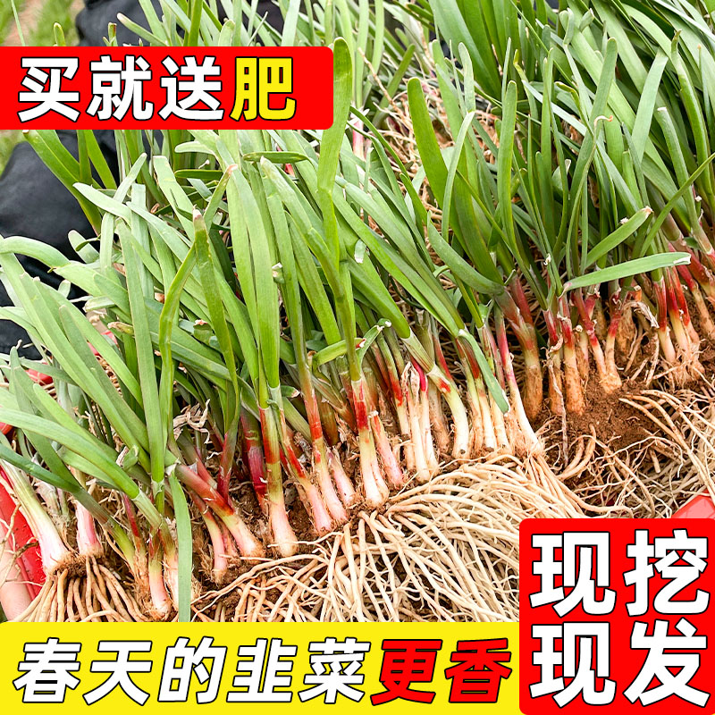 韭菜根苗紫根新韭菜紫红根宽小叶现挖种籽孑阳台四季种菜蔬菜盆栽